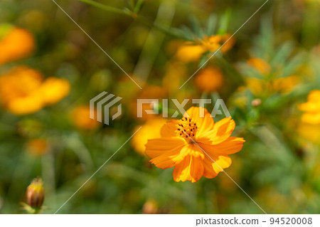 橙黃色波斯菊 94520008