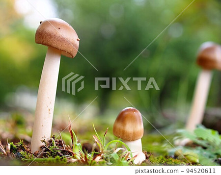 Ecological photograph of Kabairo Tsurutake 94520611