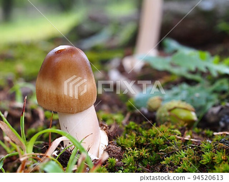 Ecological photograph of Kabairo Tsurutake 94520613