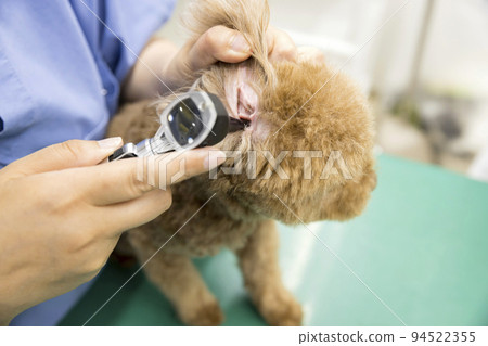 在獸醫診所看小狗耳朵內的女獸醫 在獸醫診所看小狗耳朵內的女獸醫 94522355