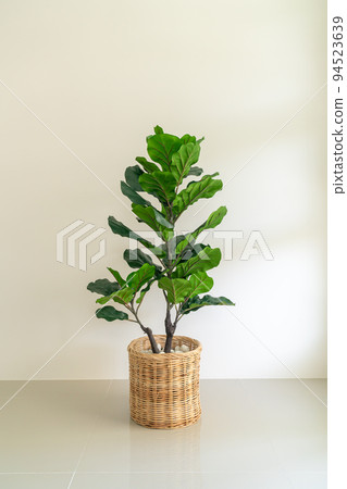 Fiddle Fig in wicker basket Fiddle Fig in wicker basket 94523639