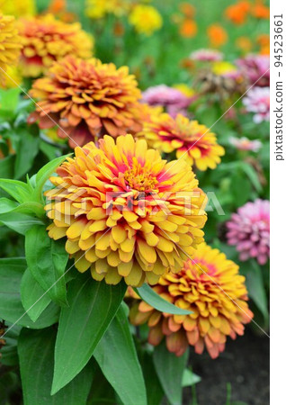 花期長的百日草(Zinnia) 花期長的百日草(Zinnia) 94523661