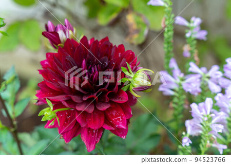 燦爛的紅色大麗花花和淺紫色的花 燦爛的紅色大麗花花和淺紫色的花 94523766