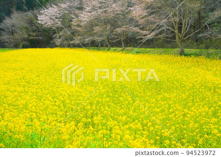 油菜花田和櫻花樹 2 岡山縣美作市 油菜花田和櫻花樹 2 岡山縣美作市 94523972