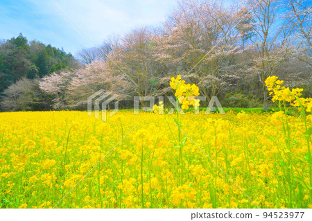 Field of rape blossoms and rows of cherry trees 4 Mimasaka City, Okayama Prefecture Field of rape blossoms and rows of cherry trees 4 Mimasaka City, Okayama Prefecture 94523977