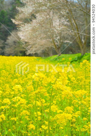 Field of rape blossoms and rows of cherry blossom trees 26, Mimasaka City, Okayama Prefecture Field of rape blossoms and rows of cherry blossom trees 26, Mimasaka City, Okayama Prefecture 94524030