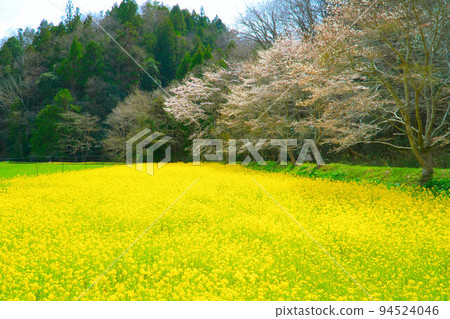 Field of rape blossoms and rows of cherry blossom trees 33, Mimasaka City, Okayama Prefecture Field of rape blossoms and rows of cherry blossom trees 33, Mimasaka City, Okayama Prefecture 94524046