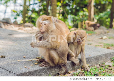 A macaca monkey, Khao Toh Sae Viewpoint on the Highest Hill in Phuket, Thailand 94524228