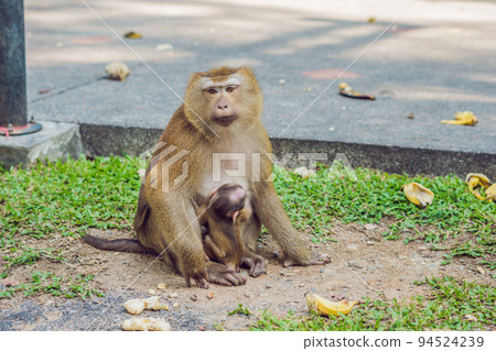 A macaca monkey, Khao Toh Sae Viewpoint on the Highest Hill in Phuket, Thailand 94524239