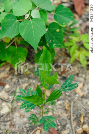 Wild hybridize plants in forest 94524350