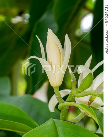 Close up White chempaka flower on tree with leaf  background. 94524733