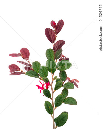 Close up Chinese fringe flower, Chinese witch hazel or Loropetalum with leaf on white background. 94524755