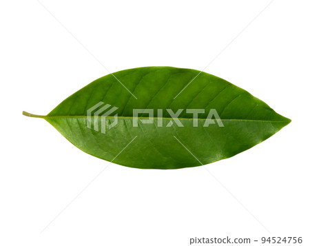 Close up White chempaka leaf on white background. 94524756