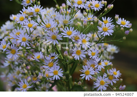 日本秋季公園盛開的淺紫色 Nokongi 花 94524807