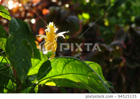有黃色花朵的植物 熱帶植物（二月） 巴基斯坦人 15 94525135