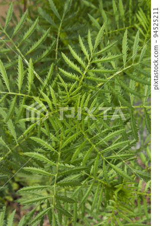 Marigold leaves Marigold leaves 94525211