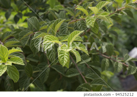 cherry leaf 94525212