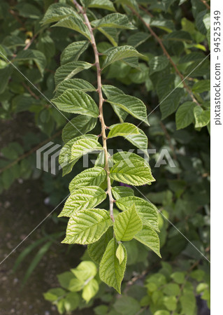 cherry leaf cherry leaf 94525349
