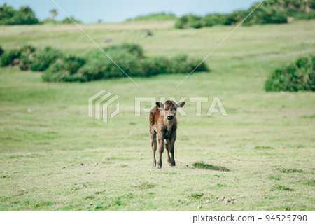 [Yonaguni Island, Okinawa Prefecture] A calf standing in the grassland 94525790
