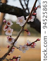梅花 94525863