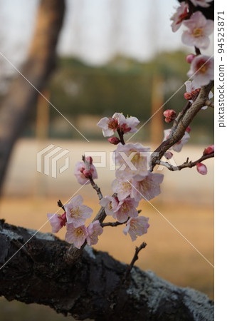 梅花 94525871