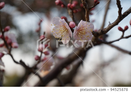 Plum blossom  94525878