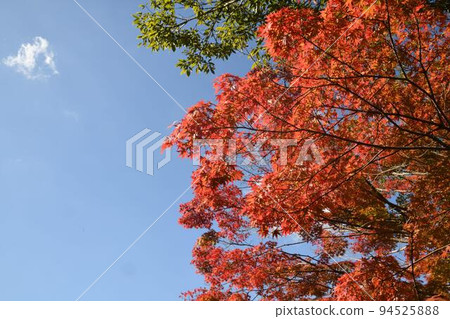 秋天的落葉和秋天的藍天 94525888