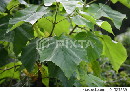 大泡桐葉被晨露浸濕 94525889