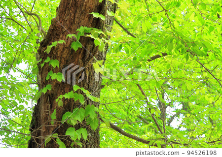 Fresh green leaves Fresh green leaves 94526198