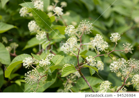 Udo 草本藥物名稱：Dokukatsu 學名：ARALIAE CORDATAE RHIZOMA。 94526984