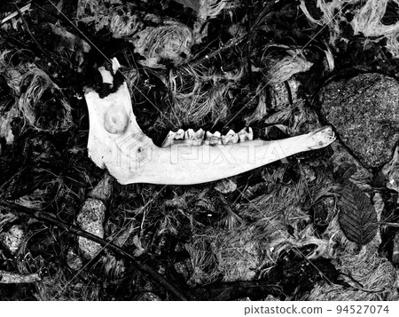 Mandibular body of Japanese serow 94527074