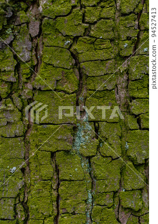 The texture of tree bark covered with bright green mold The texture of tree bark covered with bright green mold 94527413