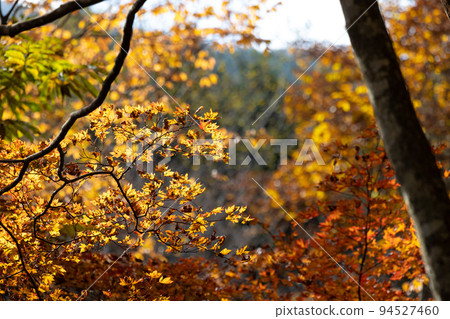 EOSR6.Hiroshima Otake, landscape blurred autumn leaves. EOSR6.Hiroshima Otake, landscape blurred autumn leaves. 94527460