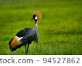 Grey Crowned Crane 94527862