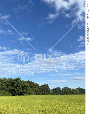 九月稻穗,秋空萬里 九月稻穗,秋空萬里 94527967