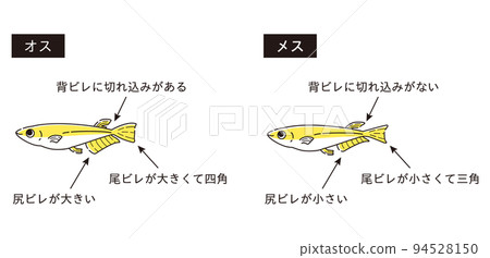 雄性和雌性鱂魚說明圖 雄性和雌性鱂魚說明圖 94528150
