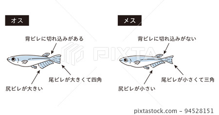 雄性和雌性鱂魚說明圖 雄性和雌性鱂魚說明圖 94528151