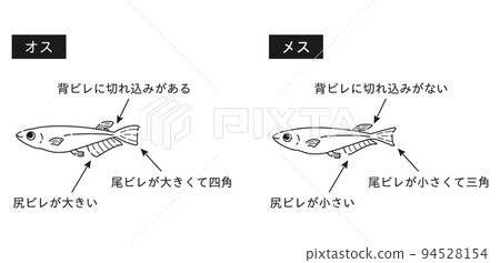 男女青鱂說明圖(黑白線描) 男女青鱂說明圖(黑白線描) 94528154