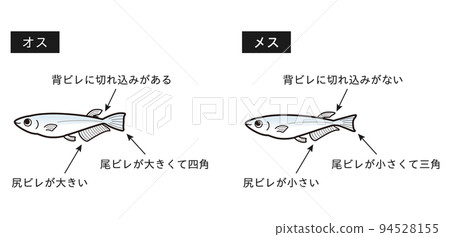雄性和雌性鱂魚說明圖 雄性和雌性鱂魚說明圖 94528155