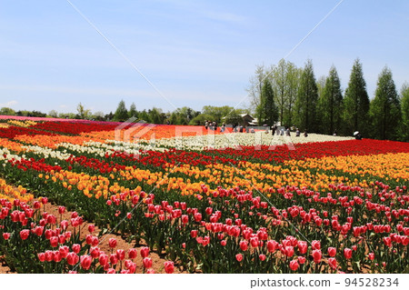 Tulip field Tulip field 94528234