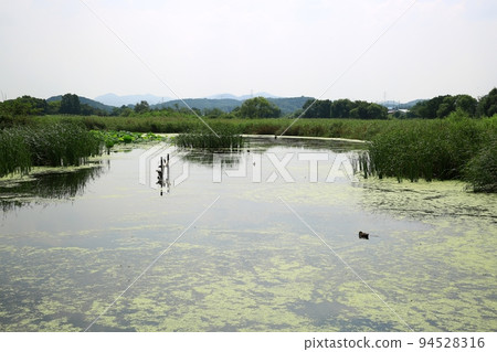 Natural ecology, wetland Natural ecology, wetland 94528316