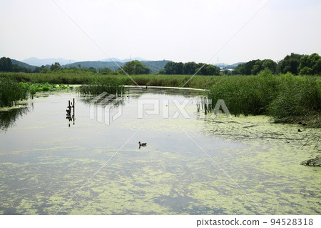 Natural ecology, wetland Natural ecology, wetland 94528318