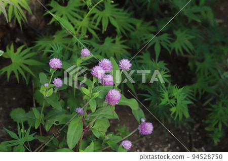 Pink Amaranthus flowers blooming in an autumn park in Japan 94528750