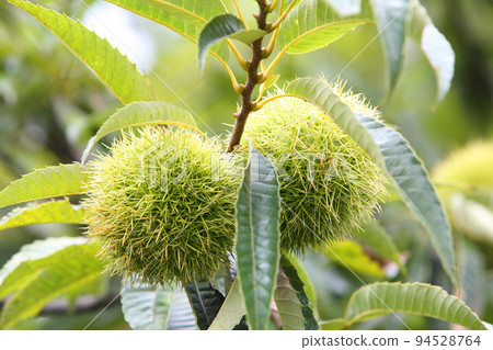 Saki chestnut Saki chestnut 94528764