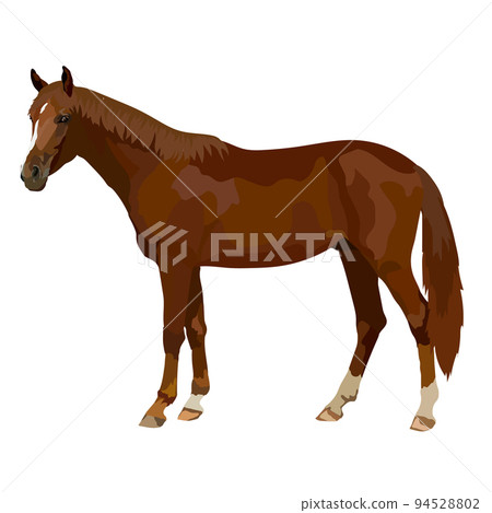 Horse realistic icon vector illustration wild animal. 94528802