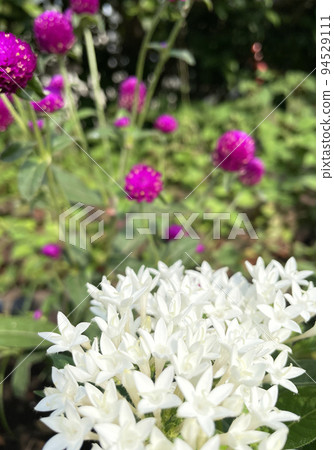 白色的pentas 白色的pentas 94529111