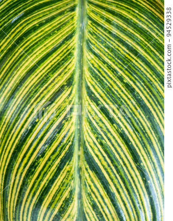 Blur focus background of the bright leaf in the botanical garden. 94529338