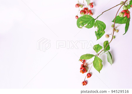 Frame of hanging red ripe Tsuribana fruit indoor shot 94529516