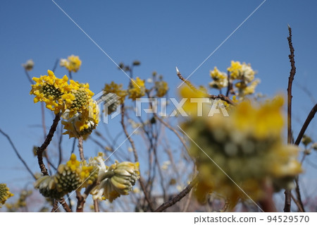 Sunny blue sky and yellow mitsumata Sunny blue sky and yellow mitsumata 94529570