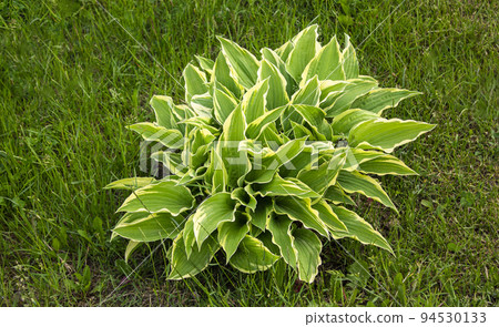 Close up of the leaves of the Hosta 'Patriot' Close up of the leaves of the Hosta 'Patriot' 94530133